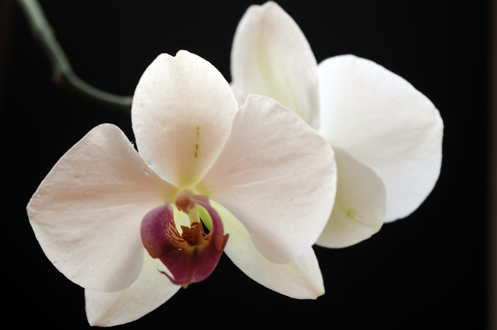 orchid-phalaenopsis