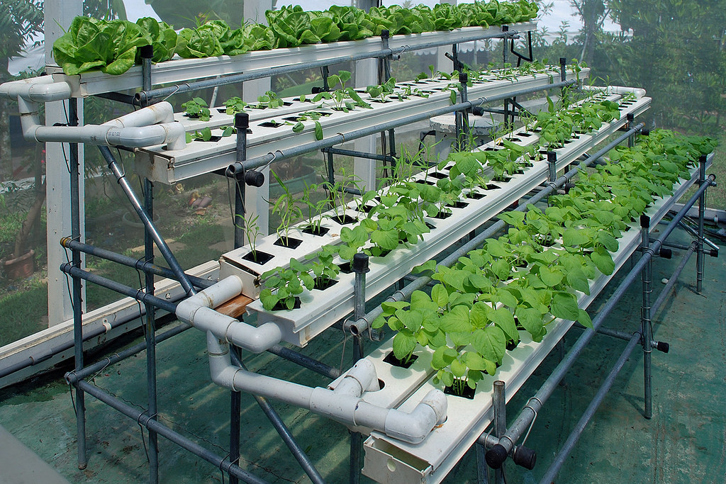 hydroponics2