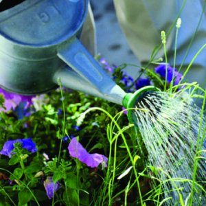 gardening-0021-9488259