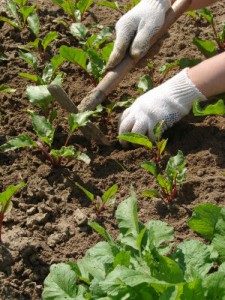 gardening-0032-225x300-3615013