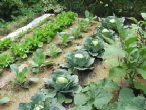 gardening-0061-300x226-1196981