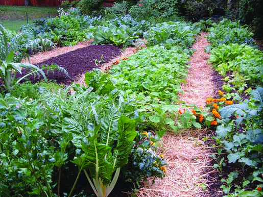 gardening-009-2253776