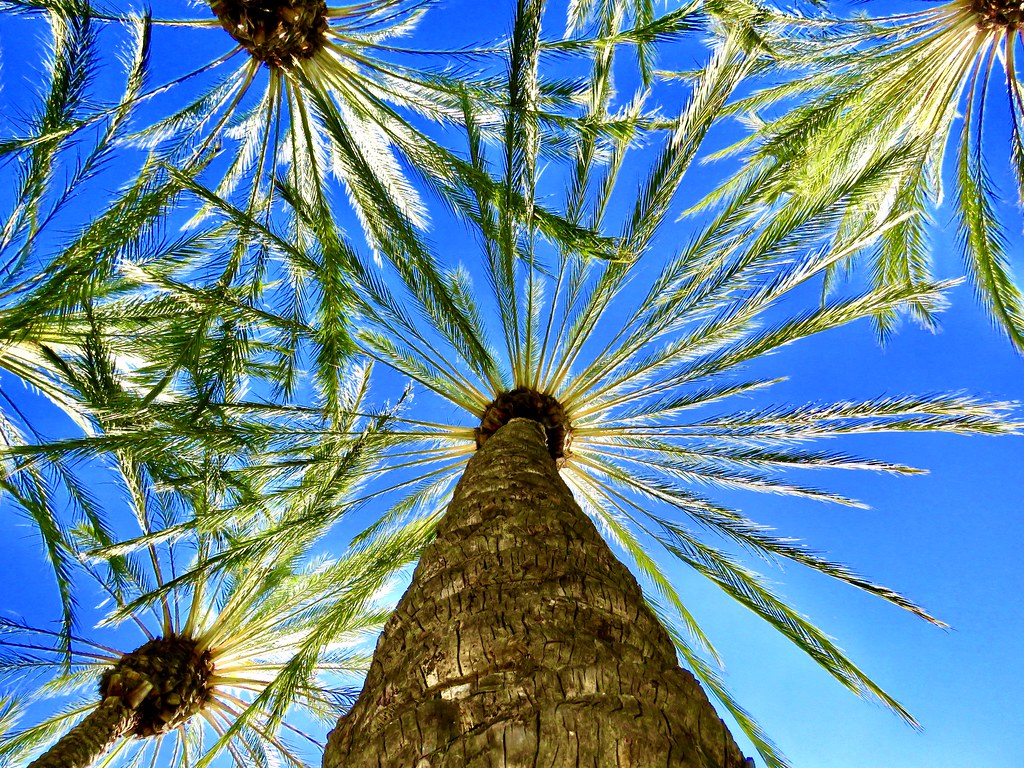 palm_trees1