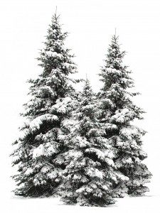 christmas-trees-003-225x300-1351236