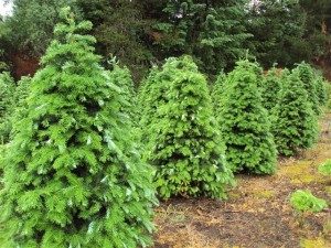 christmas-trees-012-300x225-9708646