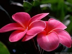 flowers-001-300x225-7565905