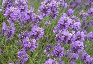 flowers-004-300x206-9984928