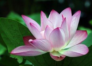 flowers-008-300x217-7839484