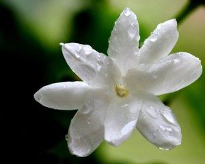 flowers-009-300x239-8152645