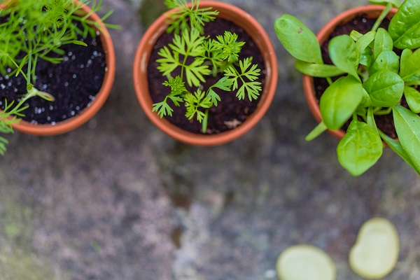 indoor-garden-herbs