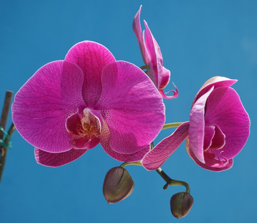 Orchid – The Simple Growing Tips for Everyone | Backyard House Plans Floor Plans