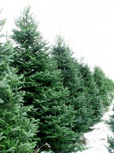 How to Choose the Ideal Live Christmas Trees