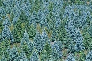christmas-trees-006-300x200-8402160