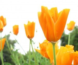 The Benefits of Flowers For Your Backyard and Home