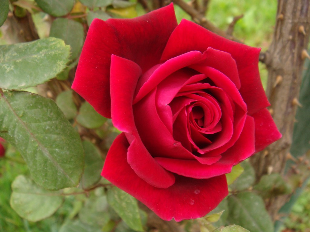 Easy Tips for How to Care for Roses For The Best Aroma in Your Backyard Garden for Free