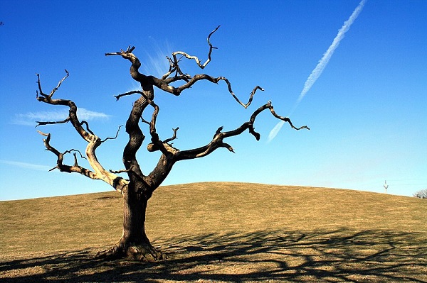 removing dead tree