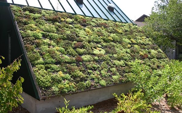 awesome_green_roof
