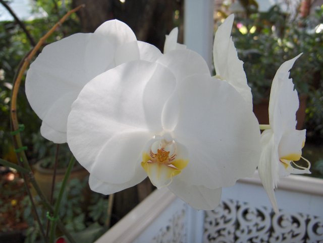 Caring for Your Orchid Care and Management of Pests