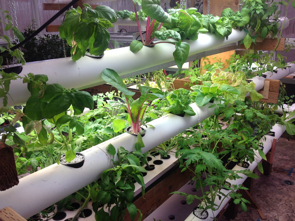 5 Easy Tips to Get a High Yield in Hydroponics Gardening