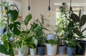 starting an indoor garden