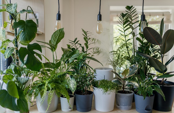 3 Easy Tips Starting an Indoor Garden for Your Home
