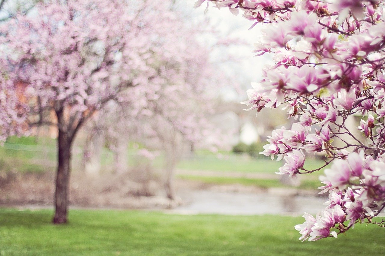 What to Look for when Buying a Tree