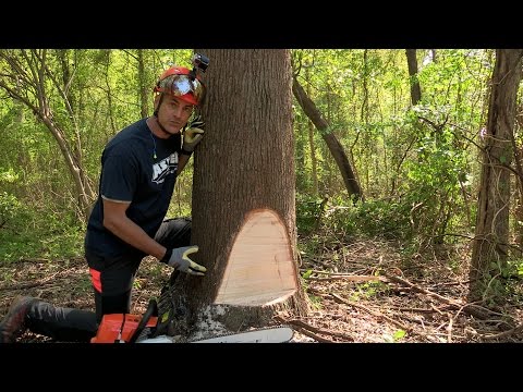 STIHL chainsaws and crane used to take down huge dead White Fir tree in Forest Falls CA
