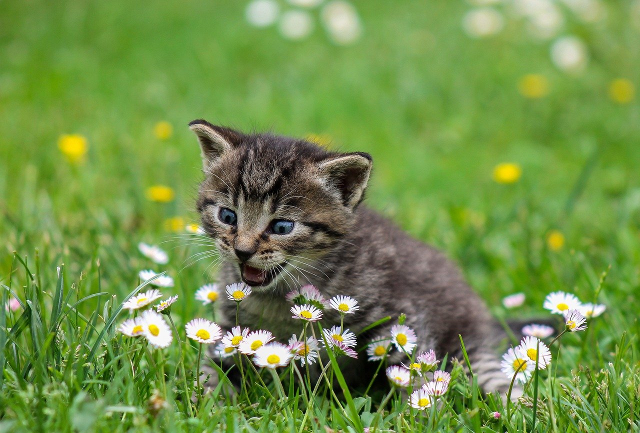 Keeping Cats Out Of Your Garden
