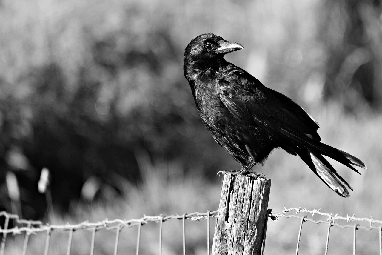 Dealing with Bird Problems in Your Garden