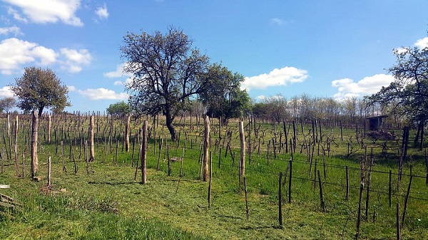 staking a young tree